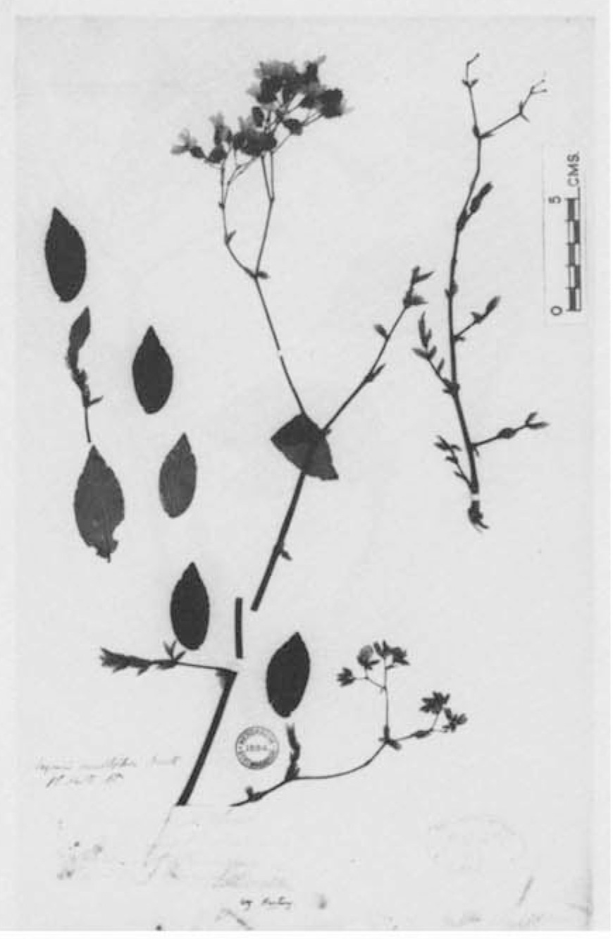 B. multiflora